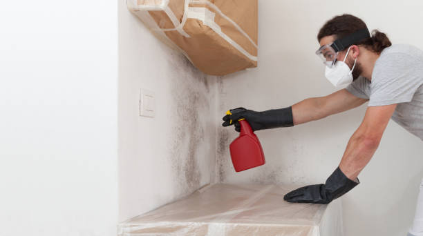 Basement Mold Remediation treatment on basement walls in East Lansing