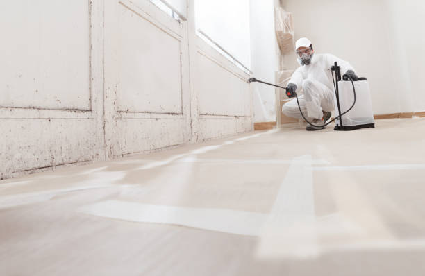 Black mold remediation team in East Lansing