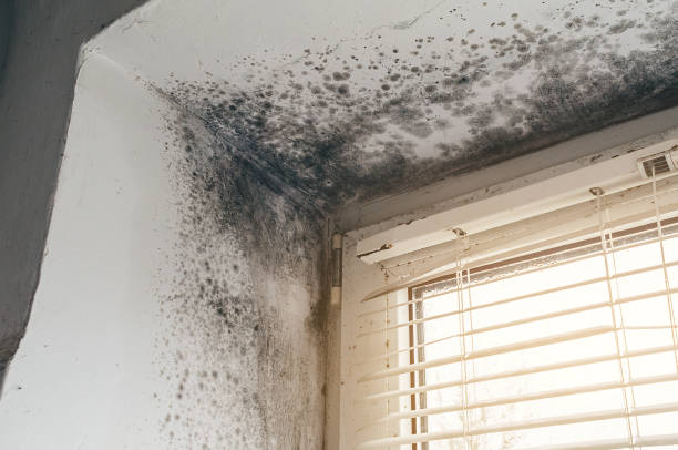 Mold Removal service in East Lansing